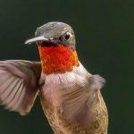 MONTGOMERY Jon_Ruby-Throated Hummingbird, Male