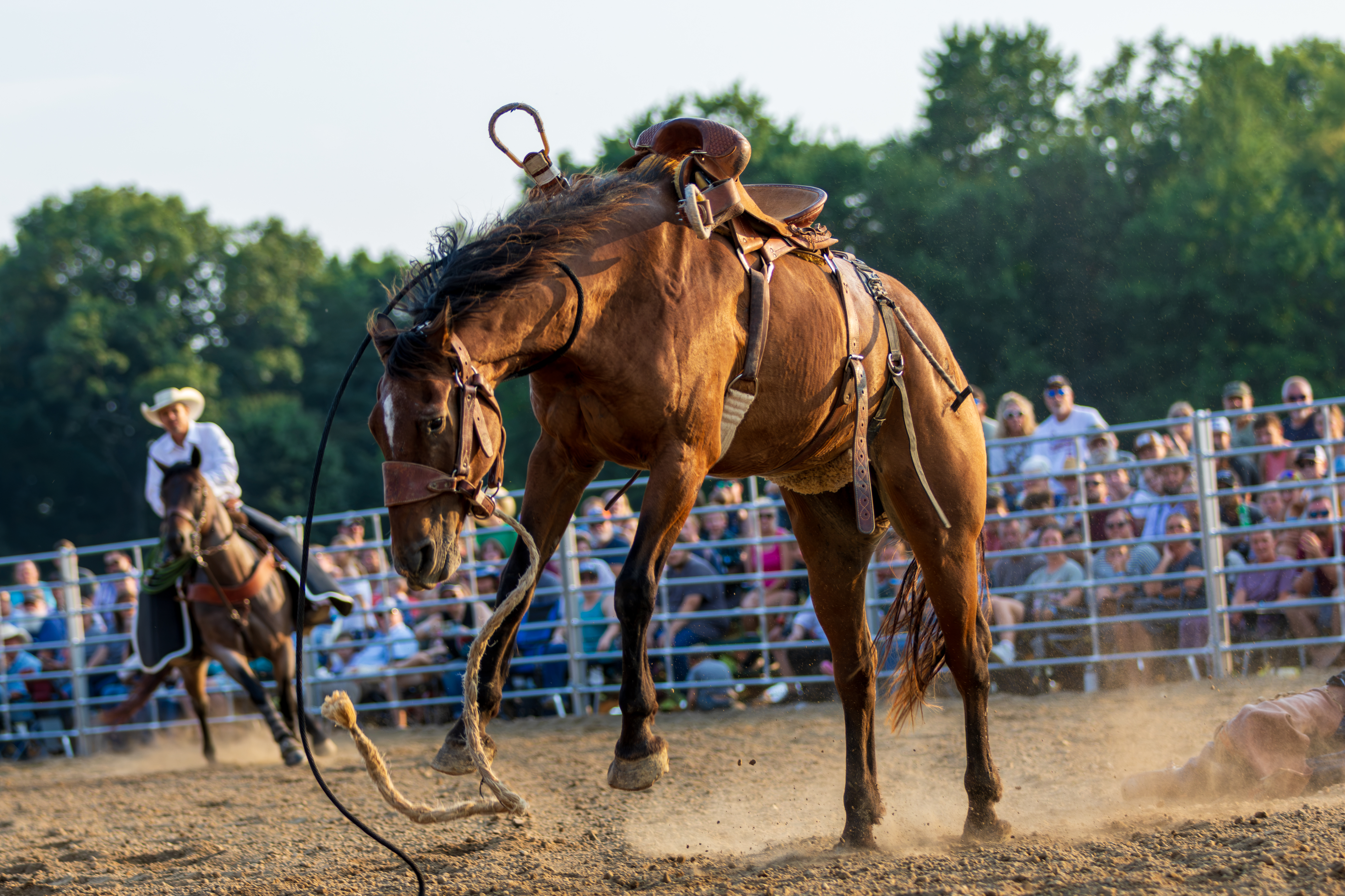 A horse bucks in a rodeo arena